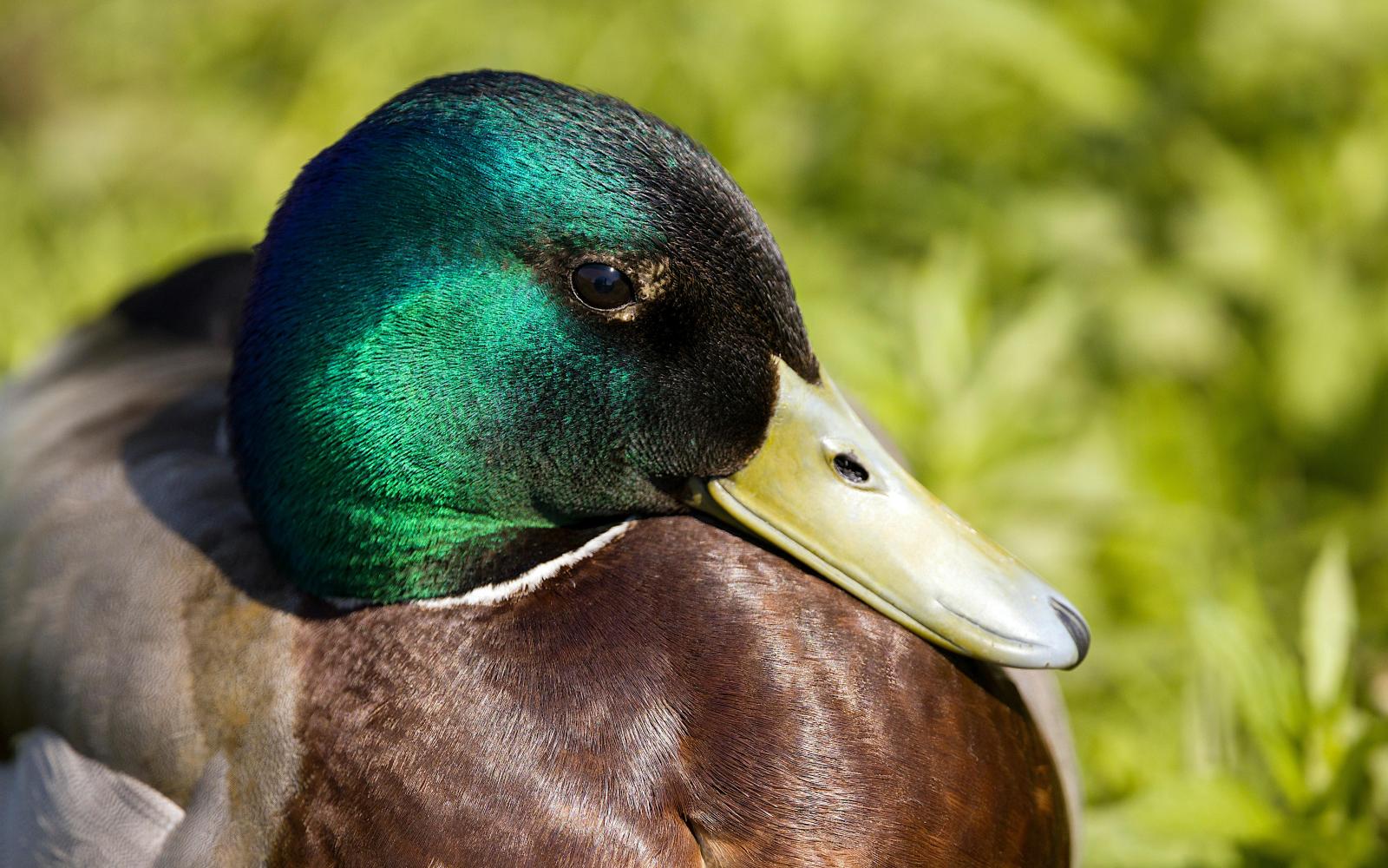 mallard duck at proksa park