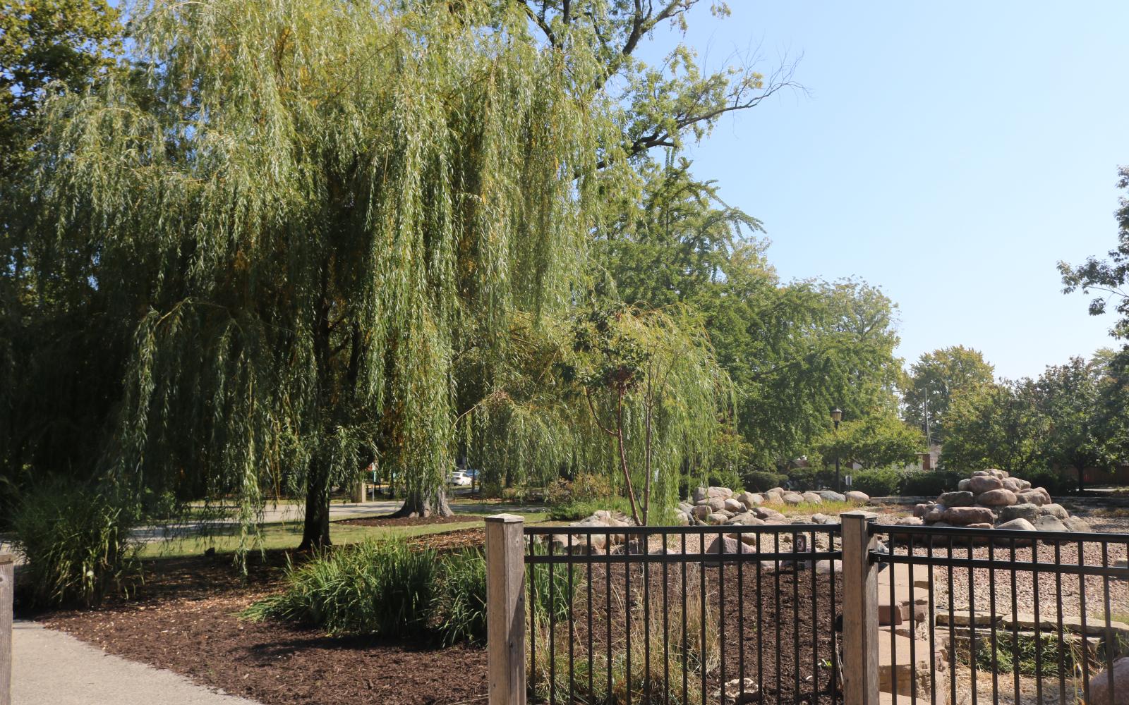 an image of the trees in Proksa Park
