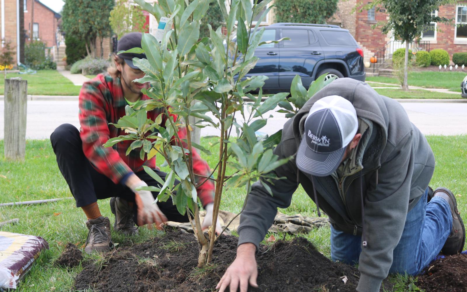Two men planting a tree in the park